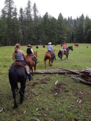 trail_ride_cow.jpg